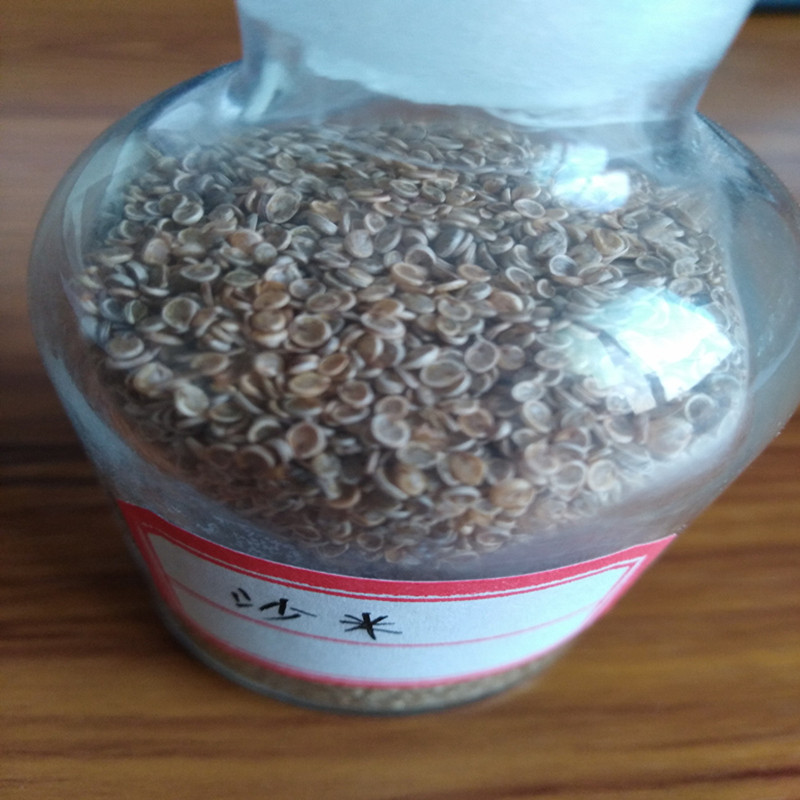 赤松种子 优质固沙种子 沙米种子 沙蓬种子 荒漠饲料骆驼喜食种籽